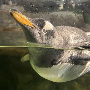 7/26/24 - Gentoo Penguin (Pygoscelis papua)