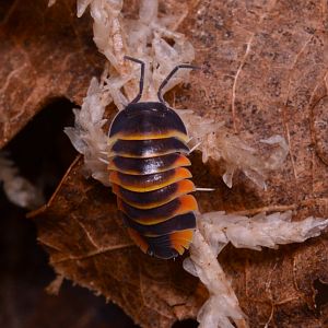 Ember Bee isopod (Merulanella sp. 'Ember Bee')
