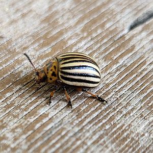 Leptinotarsa decemlineata - Colorado potato beetle