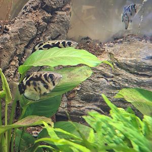 Clouded Archerfish