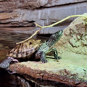 Mississippi Map Turtle