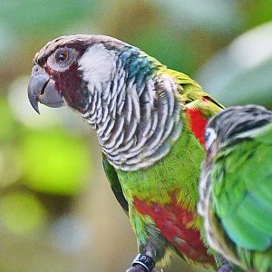 Grey-breasted Conure (Pyrrhura griseipectus)