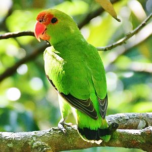 Black-winged Lovebird (Agapornis taranta)