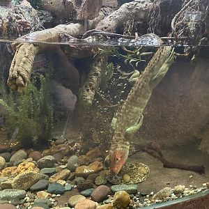 Caiman Lizard Swimming