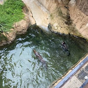 Giant Otter Feeding