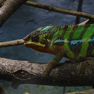 Panther chameleon (Furcifer pardalis)