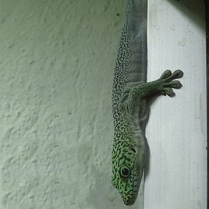 Standing's day gecko (Phelsuma standingi)