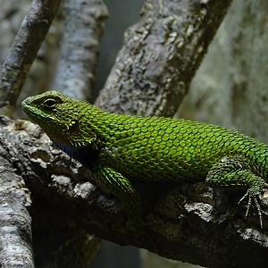Green spiny lizard (Sceloporus malachiticus)