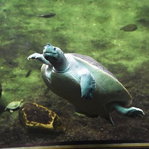 Northern river terrapin, Batagur baska