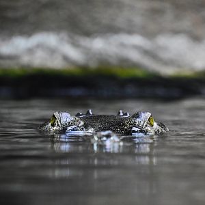 Gharial, Gavialis gangeticus