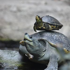 Northern river terrapin and balanced Indian roofed turtle