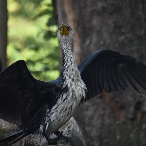 Little pied cormorant, Microcarbo melanoleucos