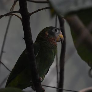 Yellow billed amazon, Amazona collaria
