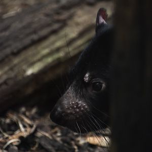 Tasmanian devil, Sarcophilus harrisii