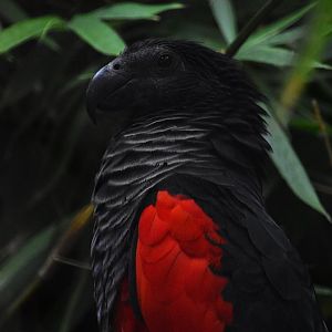 Pesquet's parrot. Psittichras fulgidus