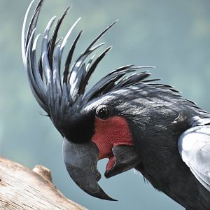 Palm cockatoo, Probosciger aterrimus