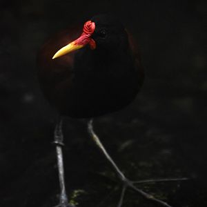 Wattled jacana, Jacana jacana