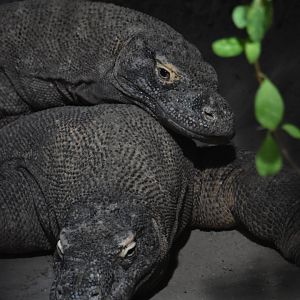 Komodo dragon, Varanus komodoensis