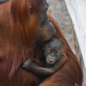 Sumatran orangutan, Pongo abelii