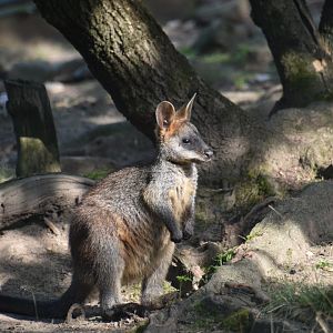 Swamp wallaby, Wallabia bicolor