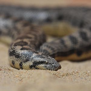 Tartar sand boa, Eryx tataricus