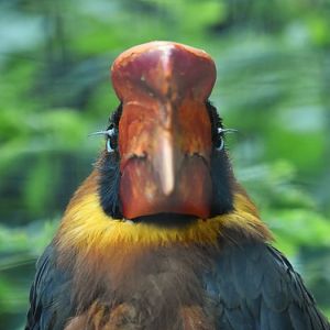 Northern rufous hornbill, Buceros hydrocorax