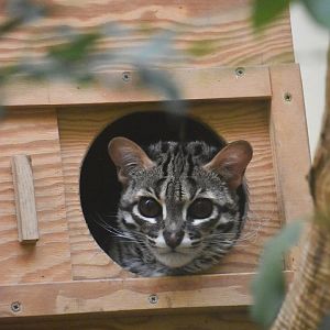Palawan leopard cat, Prionailurus javanensis heaneyi
