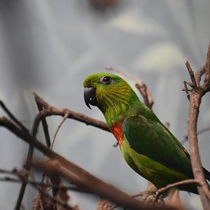 Salvadori's fig parrot, Psittaculirostris salvadorii