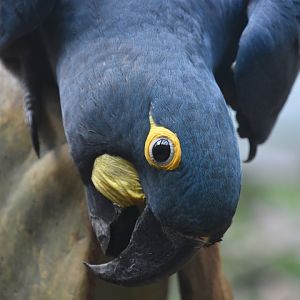 Lear's macaw, Anodorhynchus leari