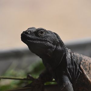 Common chuckwalla, Sauromalus ater