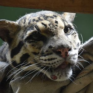 Clouded leopard, Neofelis nebulosa