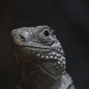 Cuban iguana, Cyclura nubila