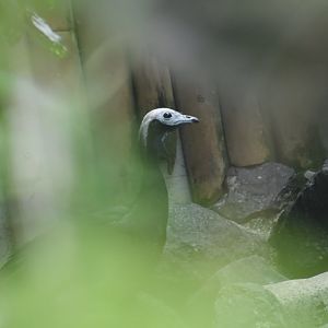 White throated piping guan, Pipile grayi