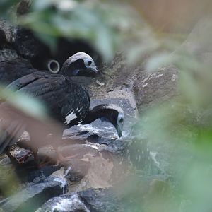 White throated piping guans, Pipile grayi
