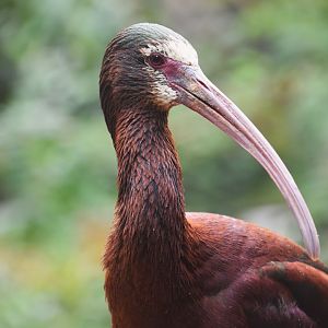 White faced ibis, Plegadis chihi