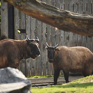 Mishmi takin, Budorcas taxicolor