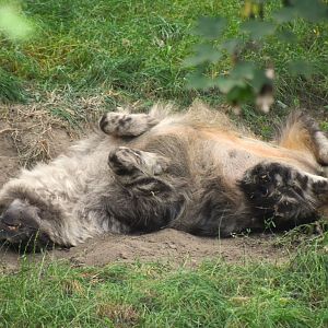 Brown hyena, Parahyaena brunnea (male)