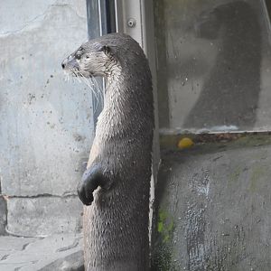 North American river otter, Lontra canadensis