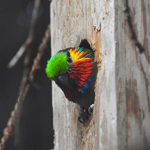 Edwards's fig parrot, Psittaculirostris edwardsi