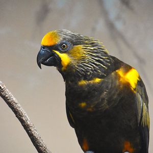 Brown lory, Chalcopsitta duivenbodei