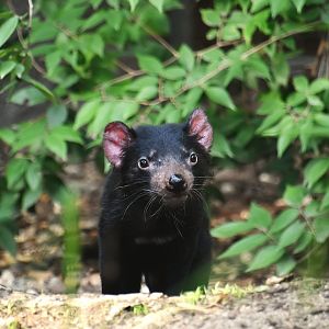 Tasmanian devil, Sarcophilus harrisii