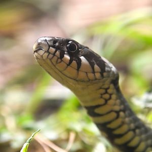 Grass snake, Natrix natrix