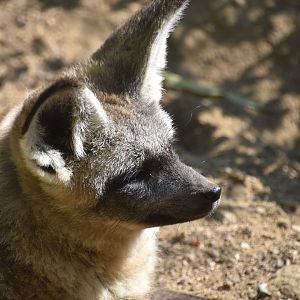 Bat eared fox, Otocyon megalotis