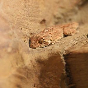 Fischer's thick toed gecko, Chondrodactylus laevigatus