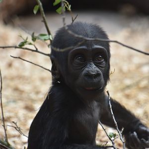 Western lowland gorilla, Gorilla gorilla gorilla