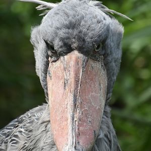 Shoebill, Balaeniceps rex