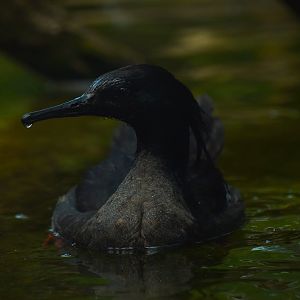 Brazilian merganser, Mergus octosetaceus