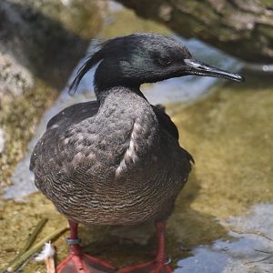 Brazilian merganser, Mergus octosetaceus
