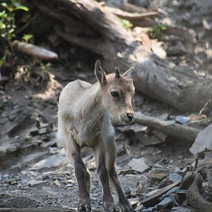 West Caucasian tur, Capra caucasica