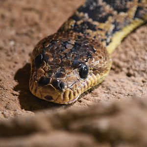 Cuban boa, Chilabothrus angulifer